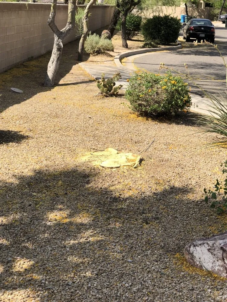 Custom landscape installation for beautiful yards in Glendale, AZ by Yahweh tree and landscape