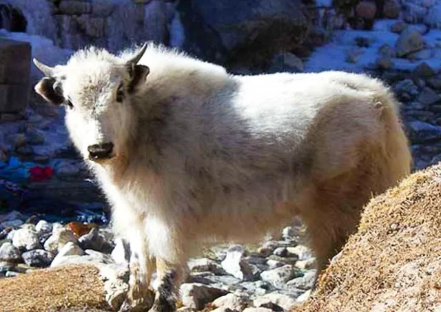 Professional lawn care service for residential properties across Colorado Springs, CO - Yakalo Ranch