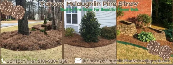 Yancey Mclaughlin Pine Straw Logo