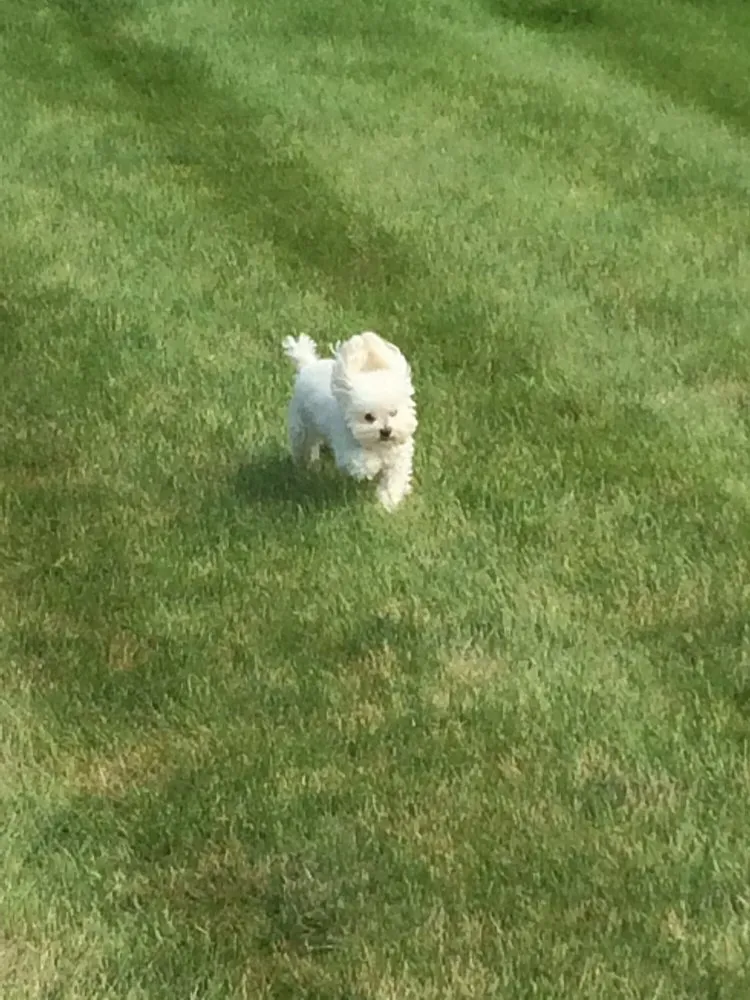 Local residential landscaping experts serving Coopersburg, PA - Yandle's Yardcare