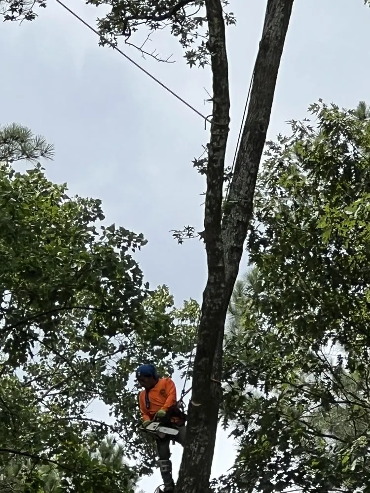 Top-rated outdoor landscaping in Norcross, GA - Yanes Tree Service