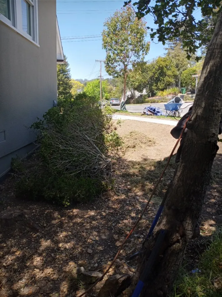 Affordable lawn care service in San Pablo, CA - Yanez Landscaping