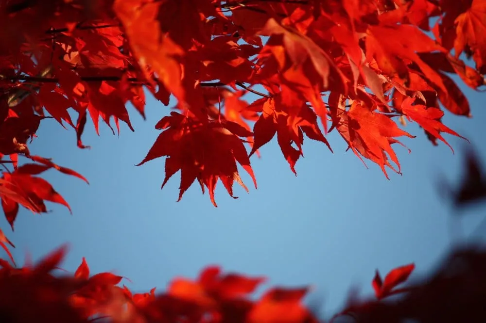 Top-rated yard cleanup service experts serving Gig Harbor, WA - Yang's Nursery & Landscaping