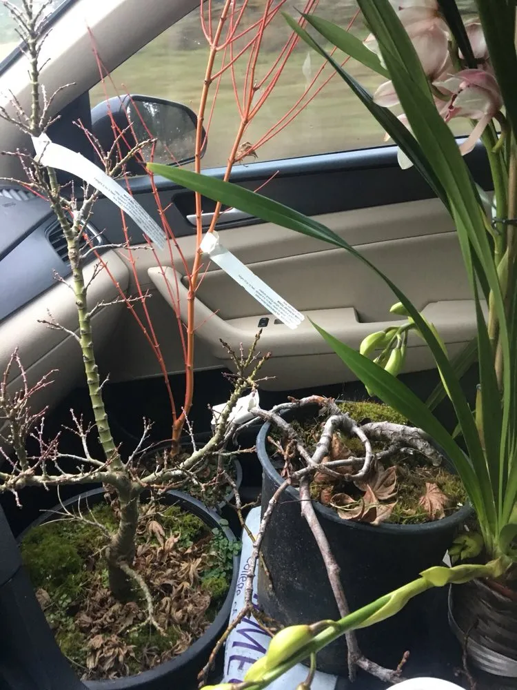 Trusted lawn care service experts serving Gig Harbor, WA - Yang's Nursery & Landscaping