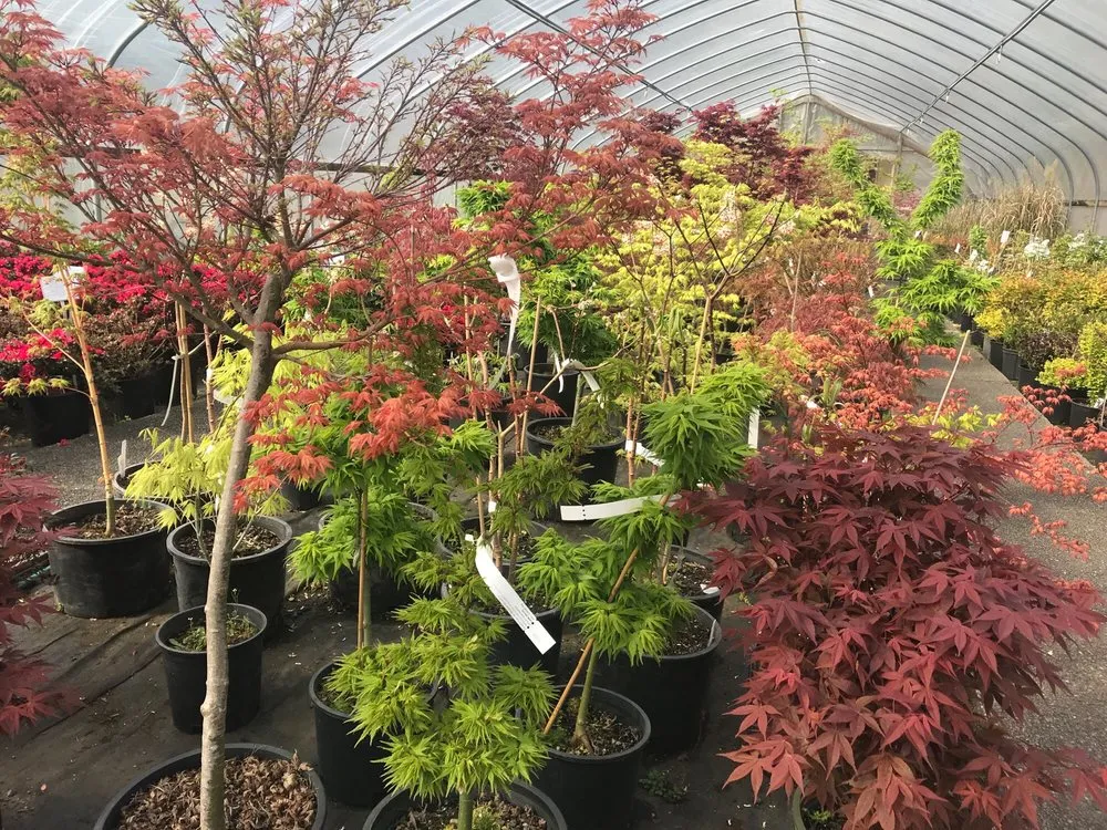 Professional residential landscaping experts serving Gig Harbor, WA - Yang's Nursery & Landscaping