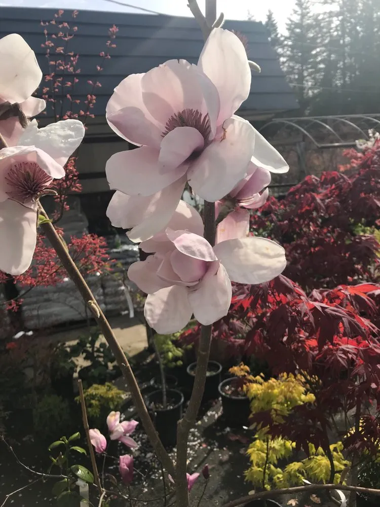 Local garden landscaping in Gig Harbor, WA by Yang's Nursery & Landscaping