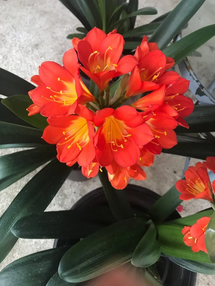 Local garden landscaping with custom design across Gig Harbor, WA - Yang's Nursery & Landscaping