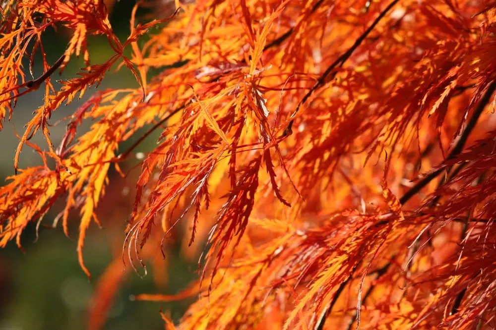 Top-rated residential landscaping in Gig Harbor, WA by Yang's Nursery & Landscaping