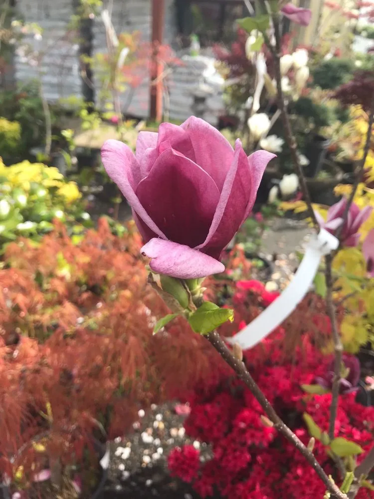 Custom yard cleanup service experts serving Gig Harbor, WA - Yang's Nursery & Landscaping