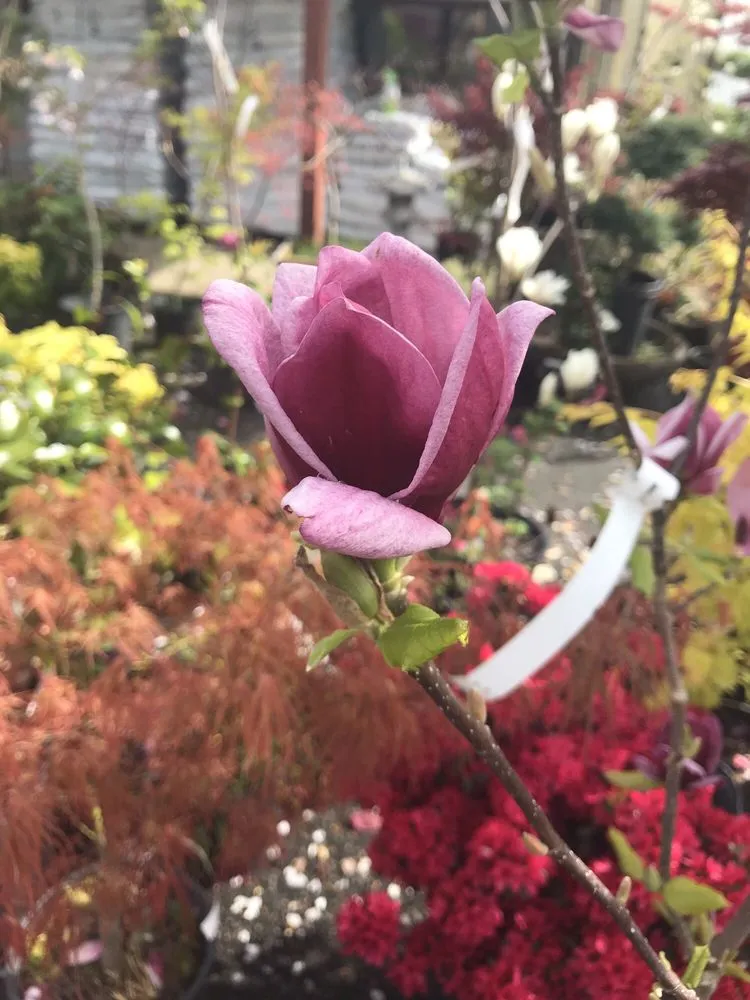 Expert garden landscaping experts serving Gig Harbor, WA - Yang's Nursery & Landscaping