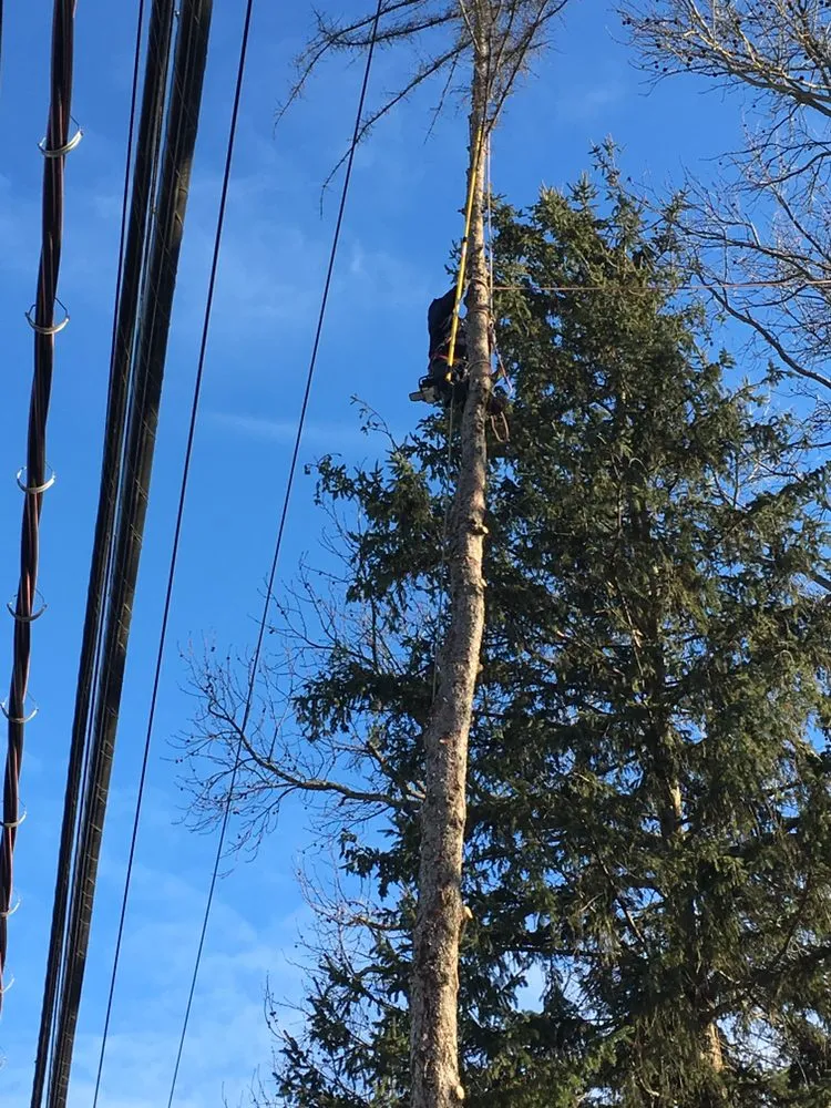 Professional yard maintenance in Newburgh, NY - Yani Lawn Care