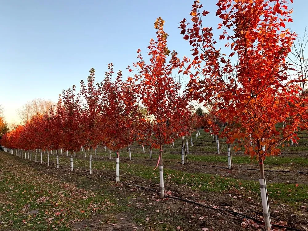 Expert landscape design in Omaha, NE - Yano's Nursery