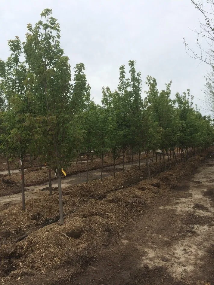 Trusted lawn care service in Omaha, NE by Yano's Nursery