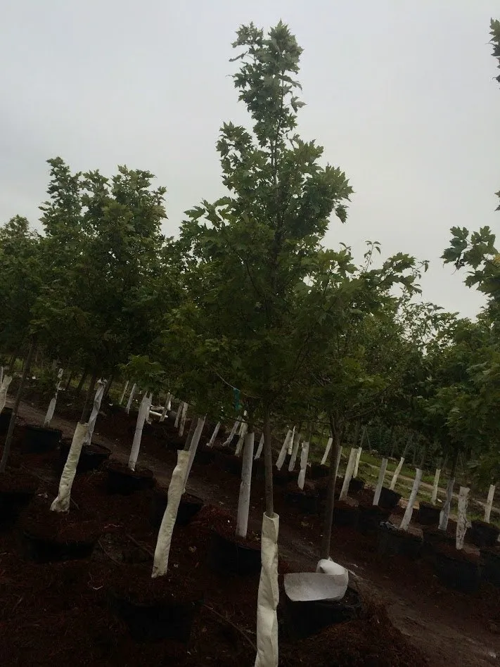 Affordable outdoor landscaping experts serving Omaha, NE - Yano's Nursery