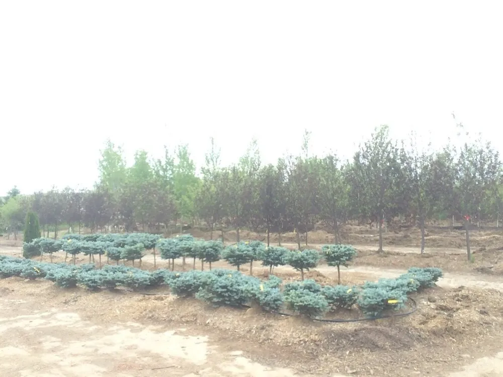 Custom yard cleanup service for year-round maintenance across Omaha, NE - Yano's Nursery