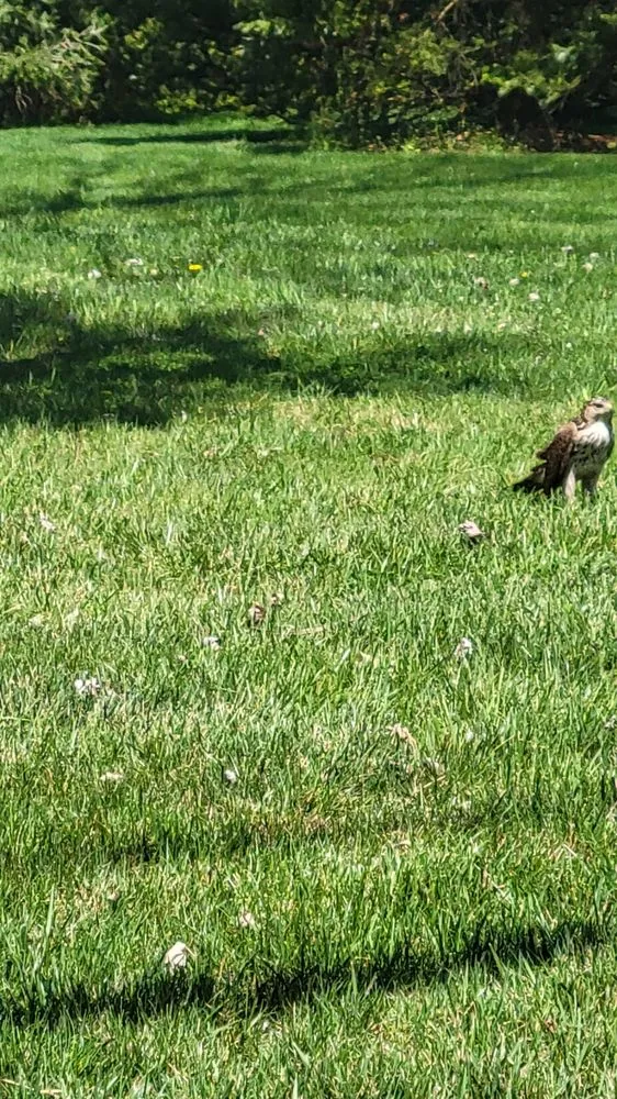 Affordable garden landscaping in Lancaster, PA by Yanouch