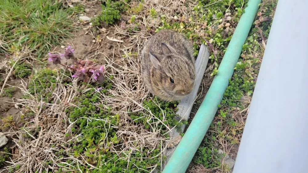 Local landscape design experts serving Lancaster, PA - Yanouch