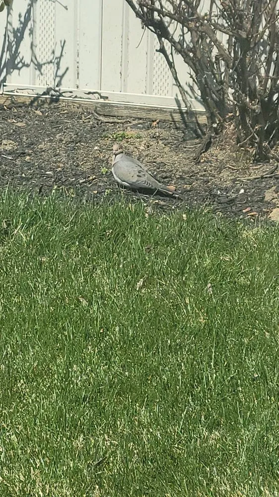 Professional residential landscaping experts serving Lancaster, PA - Yanouch