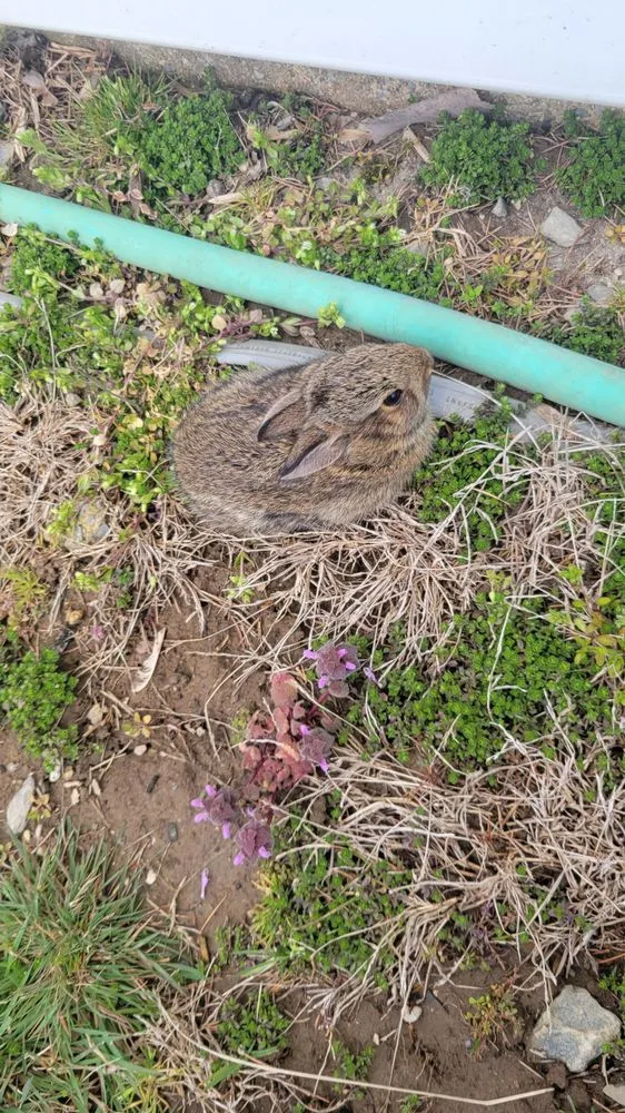 Top-rated lawn care service in Lancaster, PA - Yanouch