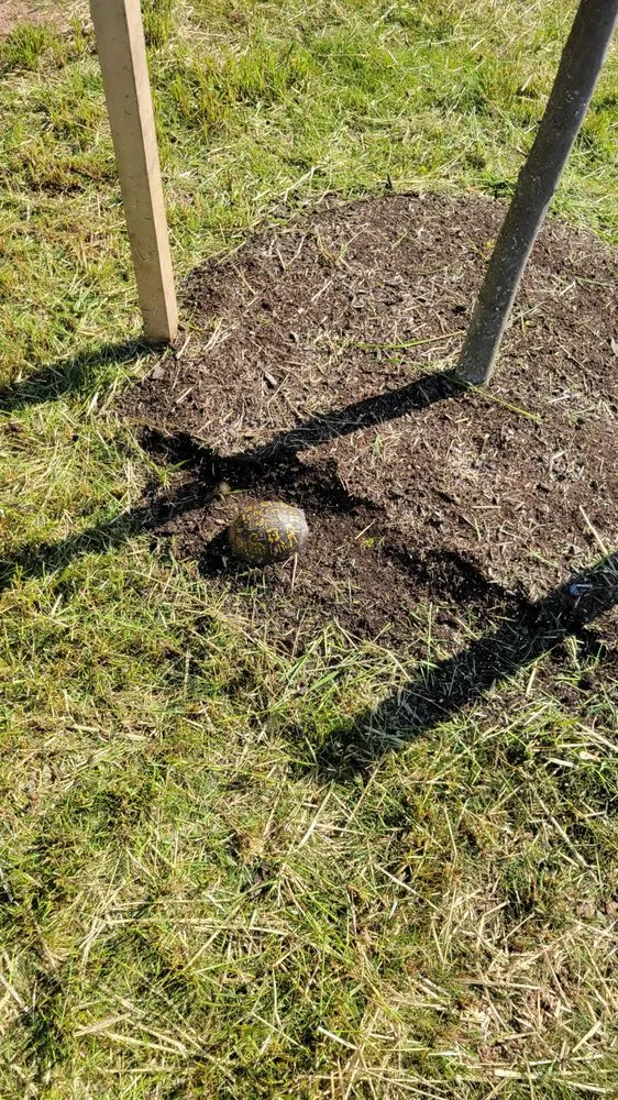 Reliable lawn mowing service in Lancaster, PA - Yanouch