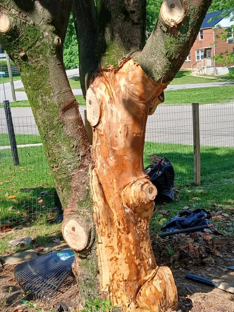 Reliable yard maintenance with custom design in Bristol, VA by Yard and Home Helper