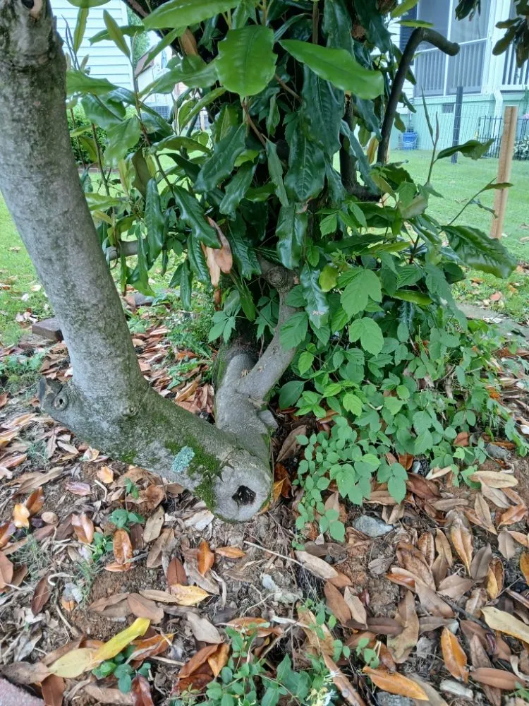 Top-rated residential landscaping in Bristol, VA - Yard and Home Helper