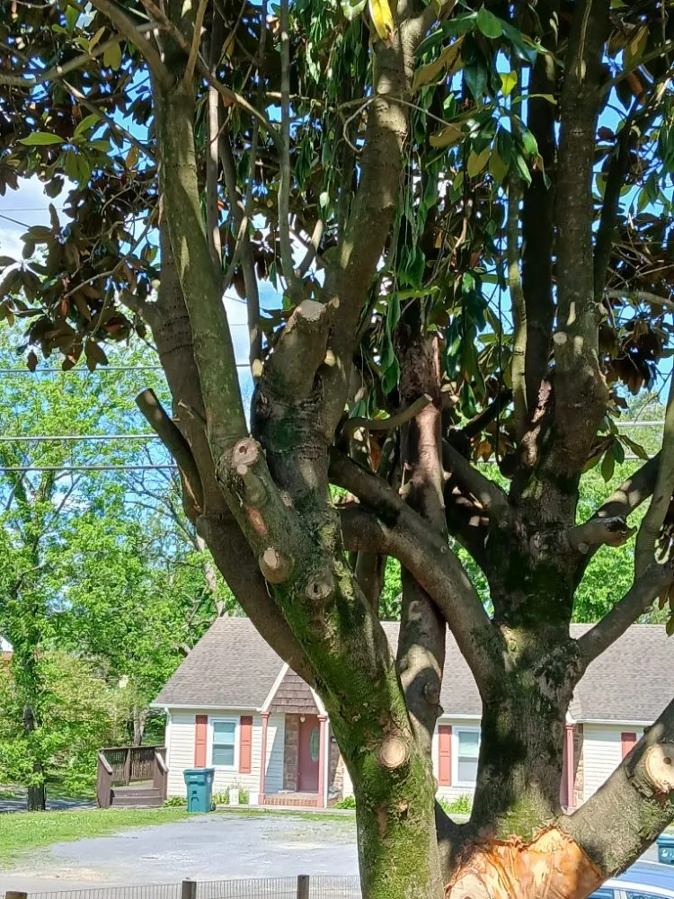 Expert outdoor landscaping in Bristol, VA by Yard and Home Helper