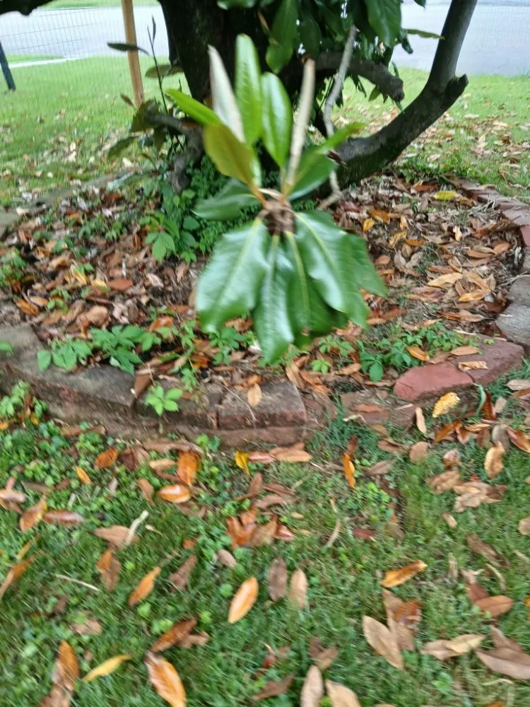 Reliable lawn mowing service in Bristol, VA by Yard and Home Helper