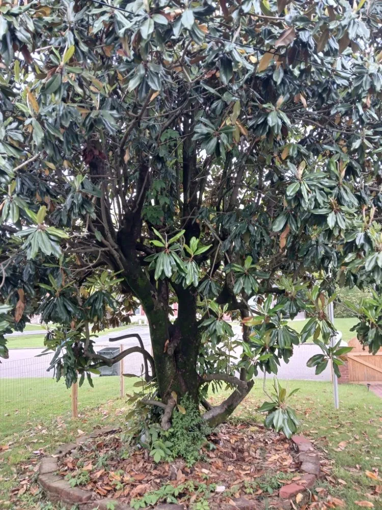 Professional garden landscaping in Bristol, VA by Yard and Home Helper