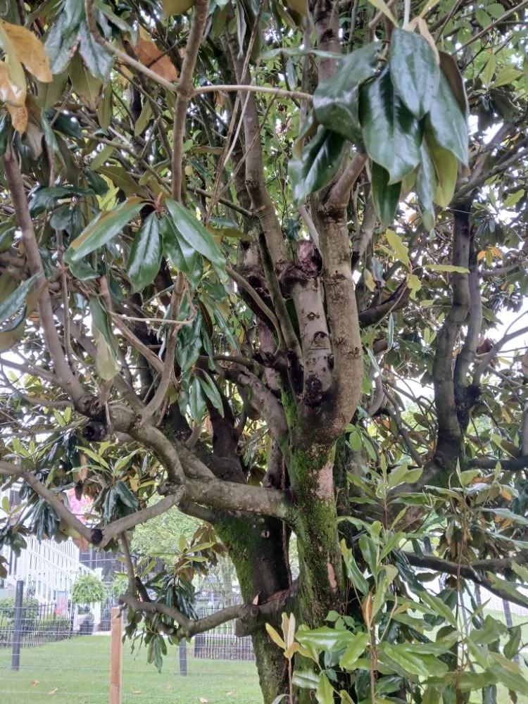 Expert landscape design experts serving Bristol, VA - Yard and Home Helper