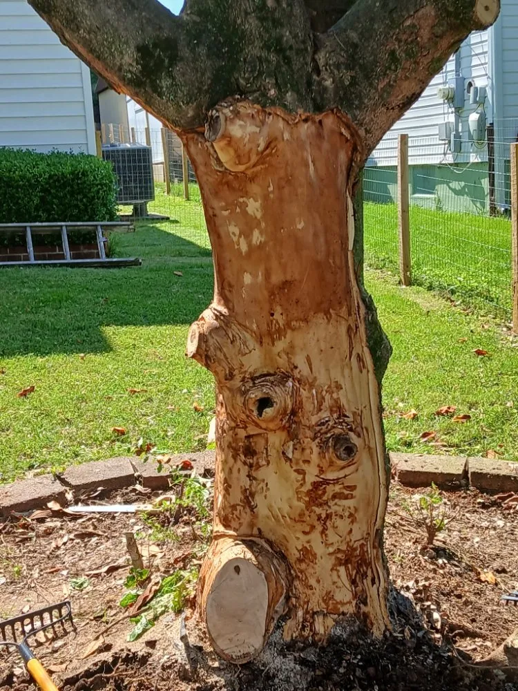 Expert yard maintenance in Bristol, VA by Yard and Home Helper