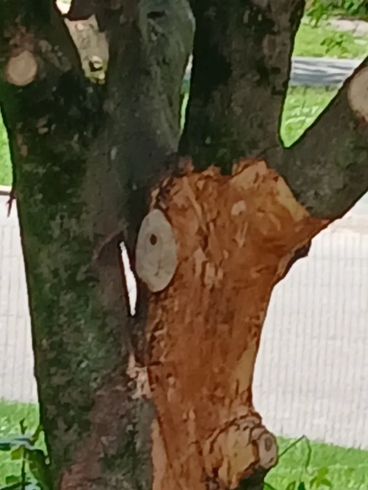 Affordable landscaping services experts serving Bristol, VA - Yard and Home Helper