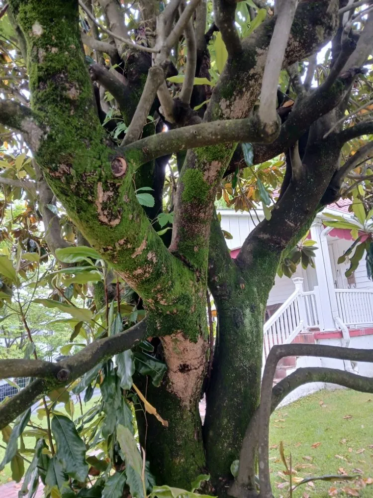 Professional landscape design in Bristol, VA - Yard and Home Helper