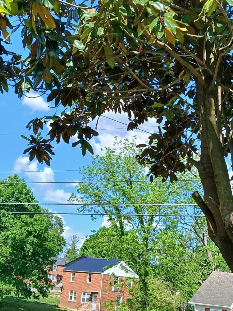 Custom yard maintenance for outdoor upgrades across Bristol, VA - Yard and Home Helper