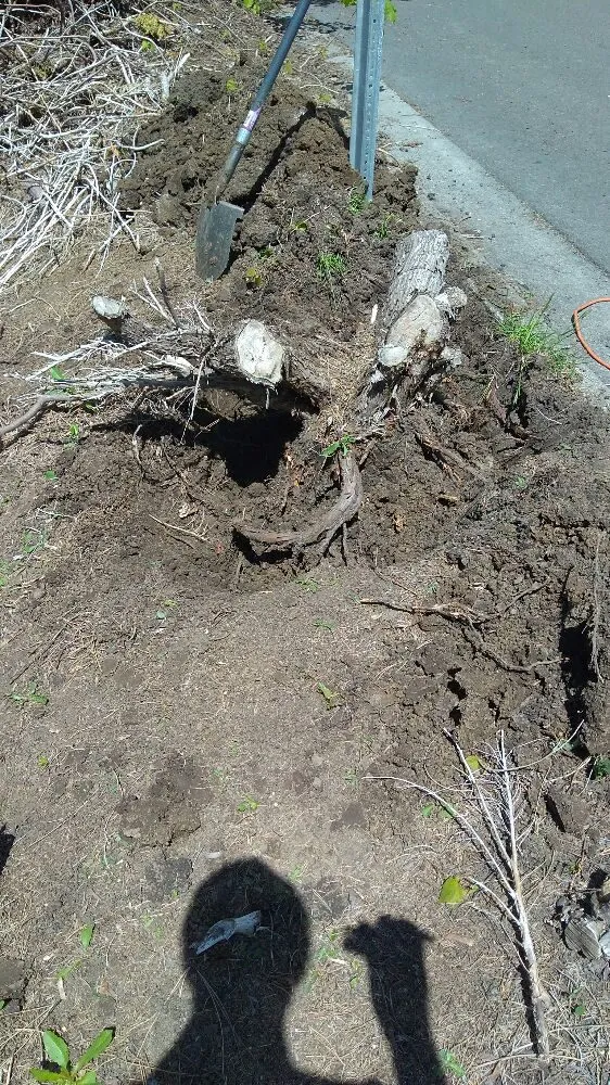 Professional landscape design for residential properties in West Richland, WA by Yard Artist