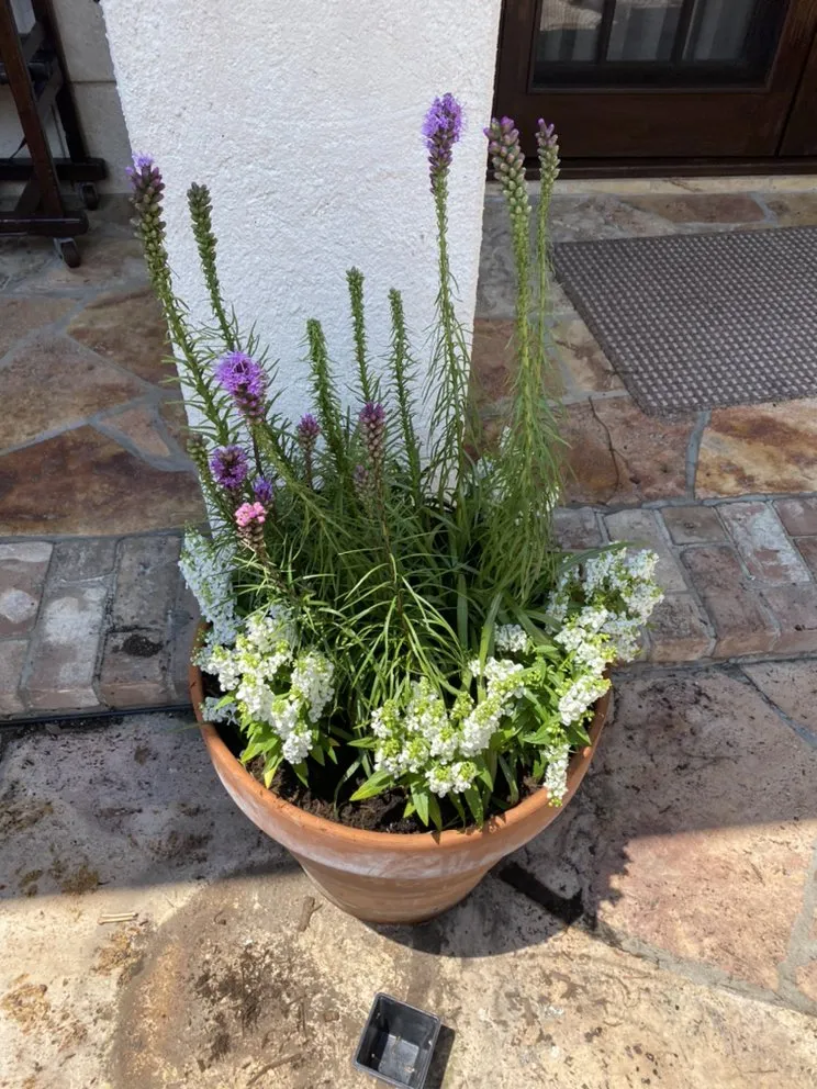 Professional lawn care service in Houston, TX by Yard Barbers Landscaping