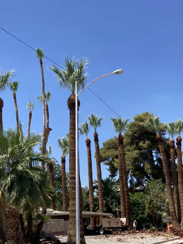 Professional yard maintenance in Las Vegas, NV - Yard Boss