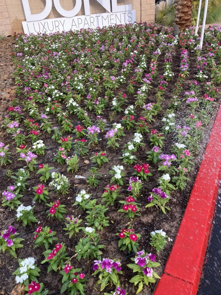 Local landscape installation in Las Vegas, NV by Yard Boss