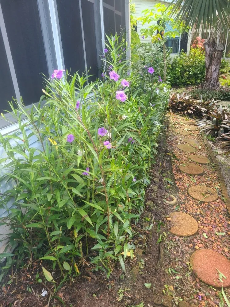 Top-rated yard cleanup service in Edgewater, FL by Yard Boss Lawn Care