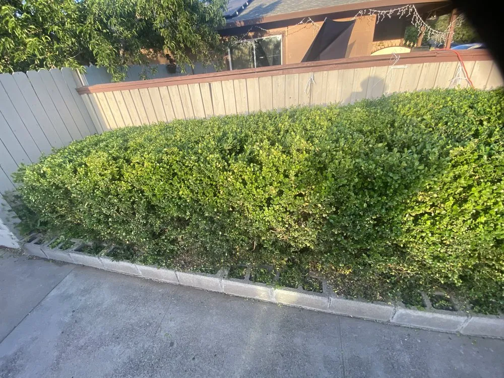 Professional landscaping services for beautiful yards across Gridley, CA - Yard Boys