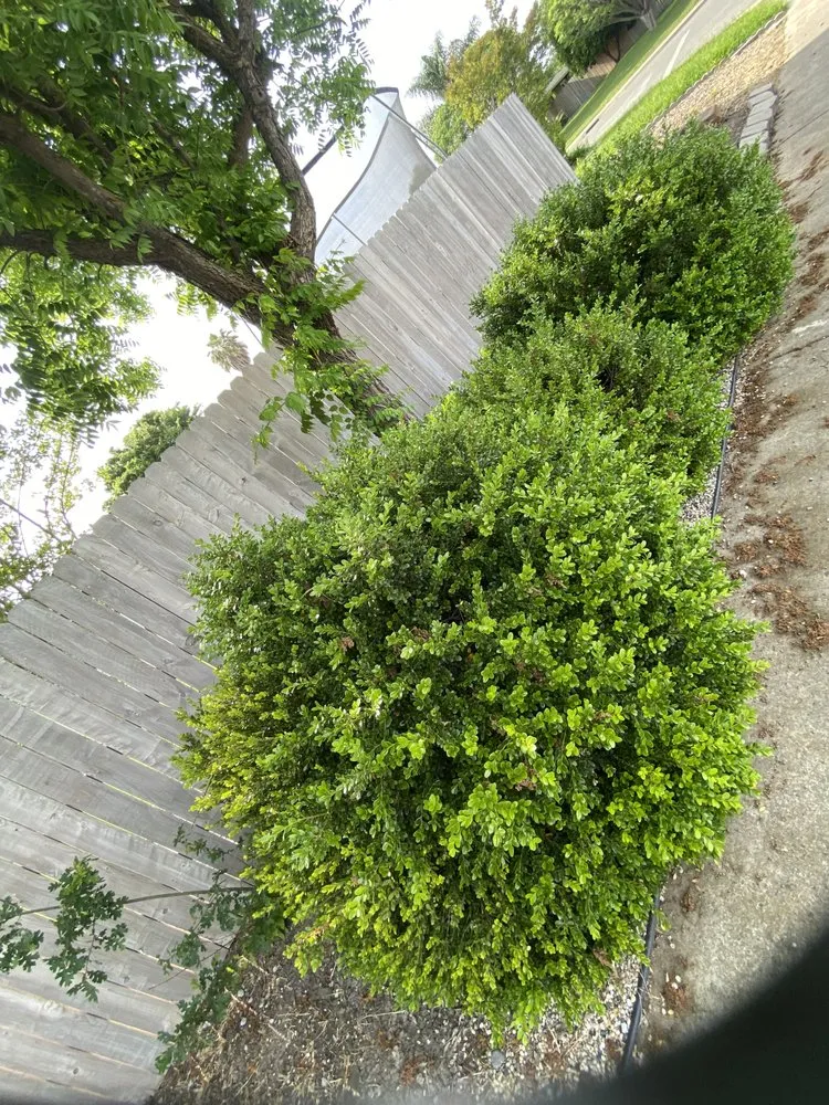 Affordable lawn care service with custom design in Gridley, CA by Yard Boys