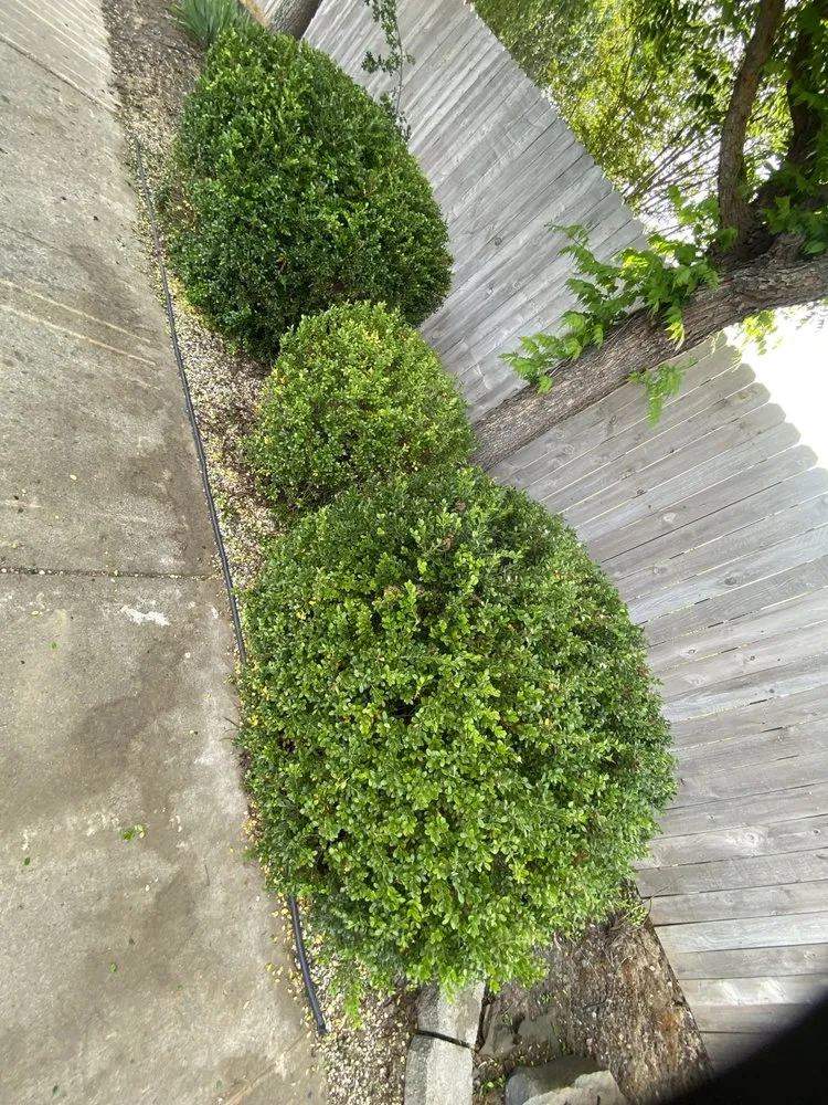 Top-rated landscaping services near you in Gridley, CA by Yard Boys