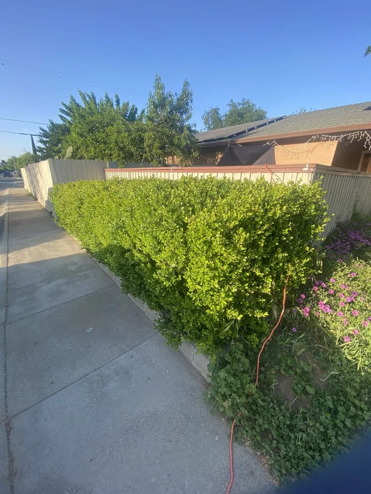 Trusted yard cleanup service experts serving Gridley, CA - Yard Boys