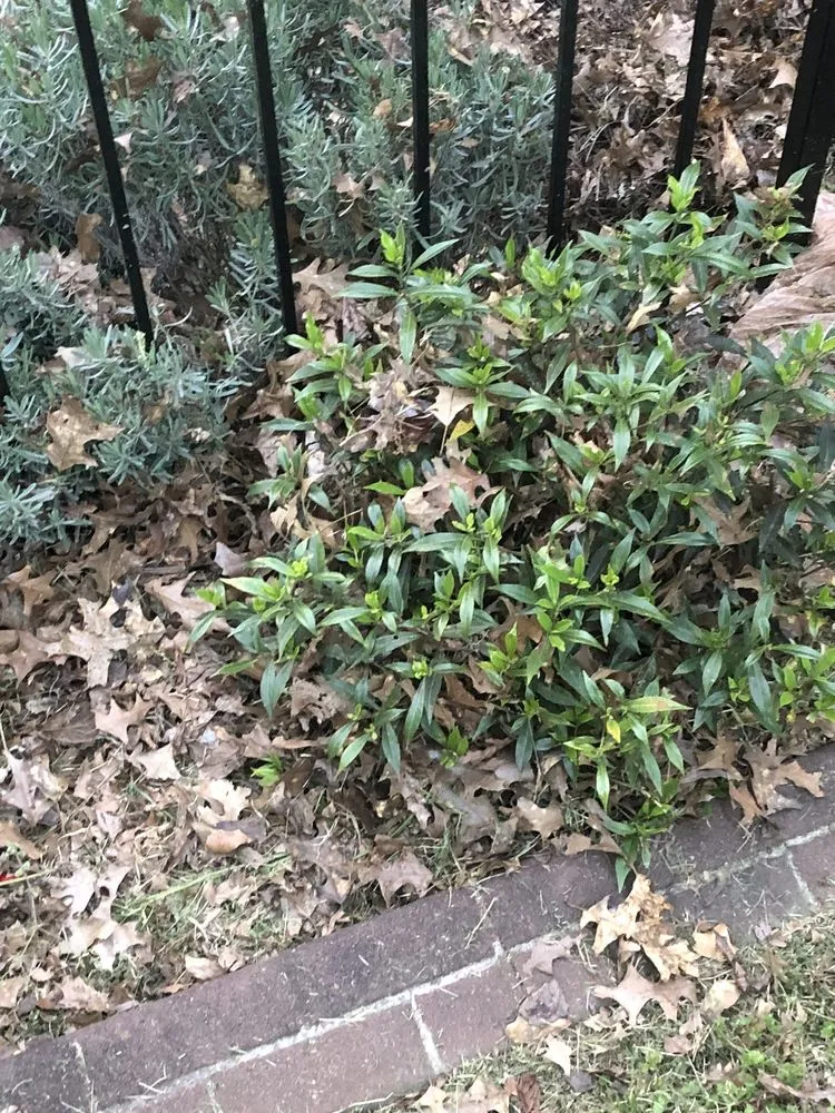 Custom residential landscaping for homes in Atlanta, GA by Yard Bros