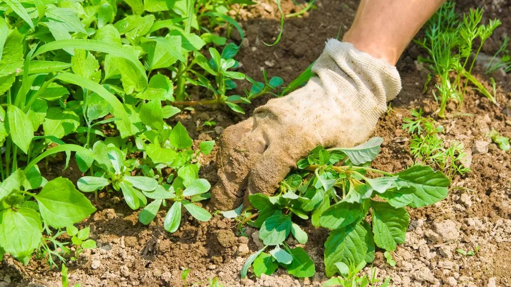 Reliable residential landscaping near you in Navarre, FL by Yard Butler Landscaping