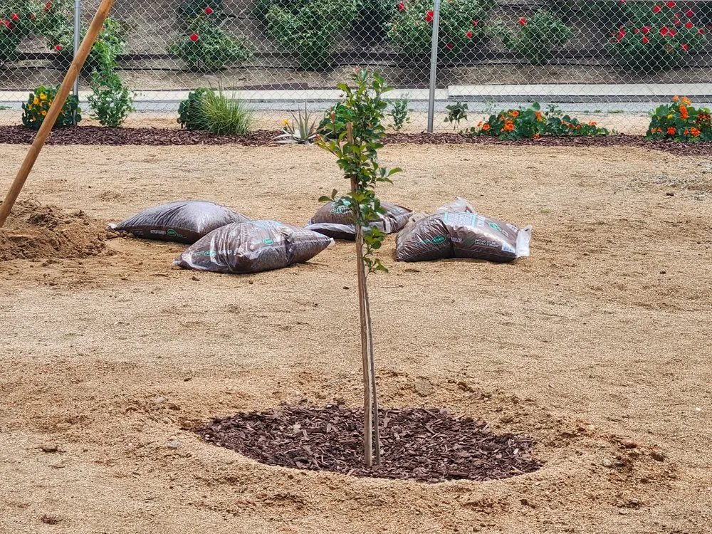 Local landscape design in Riverside, CA - Yard Care by Steve