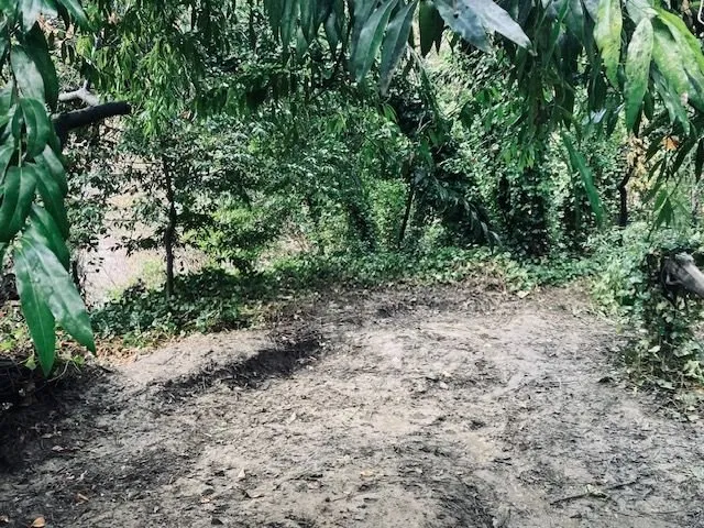 Professional lawn mowing service in Guerneville, CA - Yard Care Plus