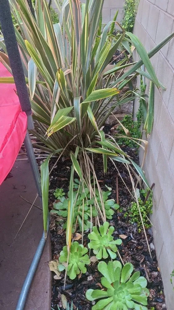 Local garden landscaping with custom design in Simi Valley, CA by Yard Craft Landscaping