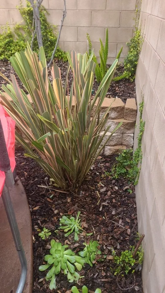 Custom yard maintenance for year-round maintenance in Simi Valley, CA by Yard Craft Landscaping