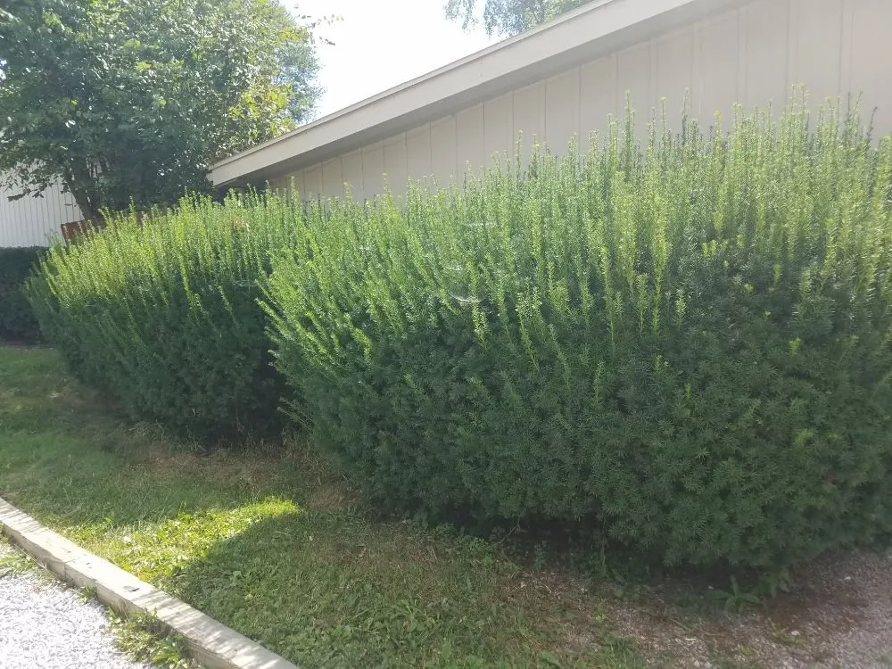 Custom lawn mowing service for outdoor upgrades across new franklin, OH - Yard Dawg Lawn Care